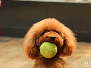 上海最大專業(yè)酒店式寵物寄養(yǎng)訓(xùn)練中心招募啟動(dòng)