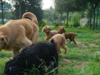 成都哆咭屋寵物寄養(yǎng) 看得見的安心，專業(yè)寵物服務(wù)新選擇