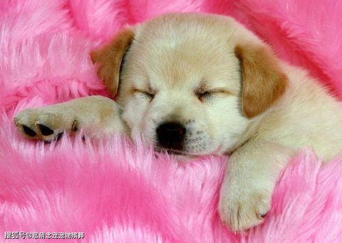 成都寵物火化與遺體無害處理 為愛寵送上最后的尊嚴(yán)