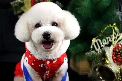 寵物美容培訓(xùn) 開啟專業(yè)寵物服務(wù)之路