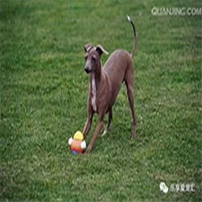 德陽專業(yè)寵物狗托管訓(xùn)練多少錢？寵物服務(wù)費(fèi)用全解析