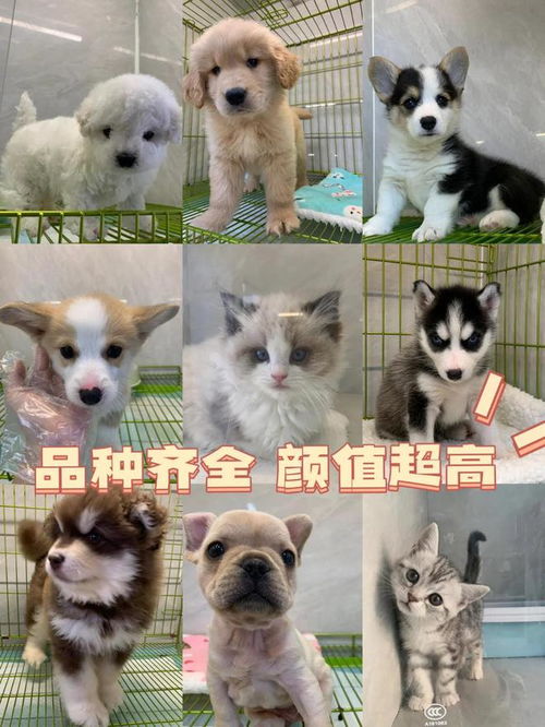 南寧寵物市場指南 實(shí)體店挑選與專業(yè)售后一站式服務(wù)