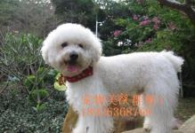 陽江寵物服務(wù)全攻略 呵護(hù)您的愛寵無憂生活