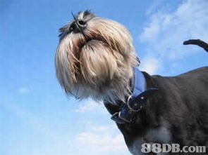 寵物護(hù)理服務(wù) 全方位指南，從用品到專業(yè)服務(wù)