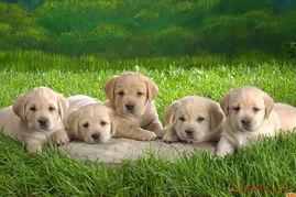 寶寶貝貝 寵物服務(wù)店鋪裝修與產(chǎn)品圖片全解析