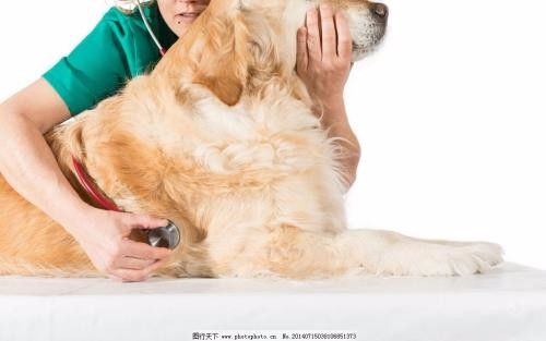 深圳市南山蛇口24小時(shí)寵物醫(yī)院上門服務(wù)詳解