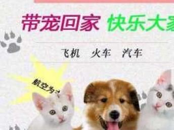 本地專業(yè)寵物托運(yùn)服務(wù) 全天候覆蓋汽車、火車、空運(yùn)直達(dá)全國