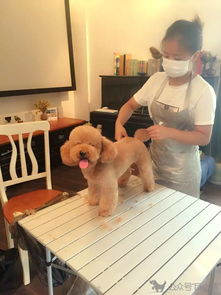 親測 爆爽的寵物美容造型上門一條龍服務(wù)